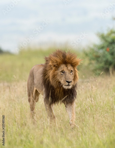 Male Lion Great Caesar from Notches seen near Mara River  Masai Mara  Kenya  Africa