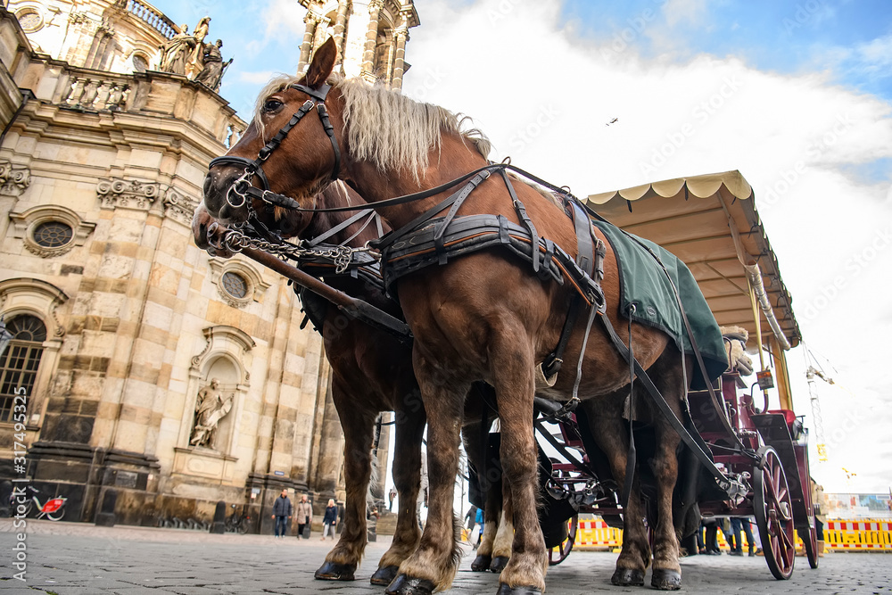 Pair of harnessed horses with Cathedral of Holy Trinity on background. Theaterplatz in Dresden, Germany. November 2019 Pair of harnessed horses with Cathedral of Holy Trinity on background. Theaterplatz in Dresden, Germany. November 2019