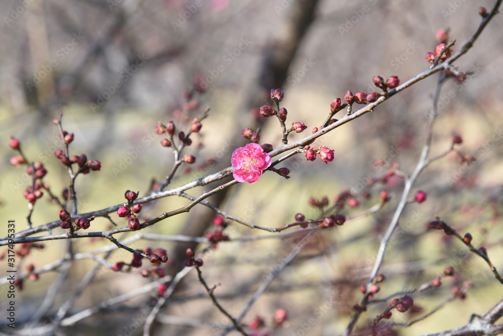 Early blooming Ume blossoms in the botanical garden.