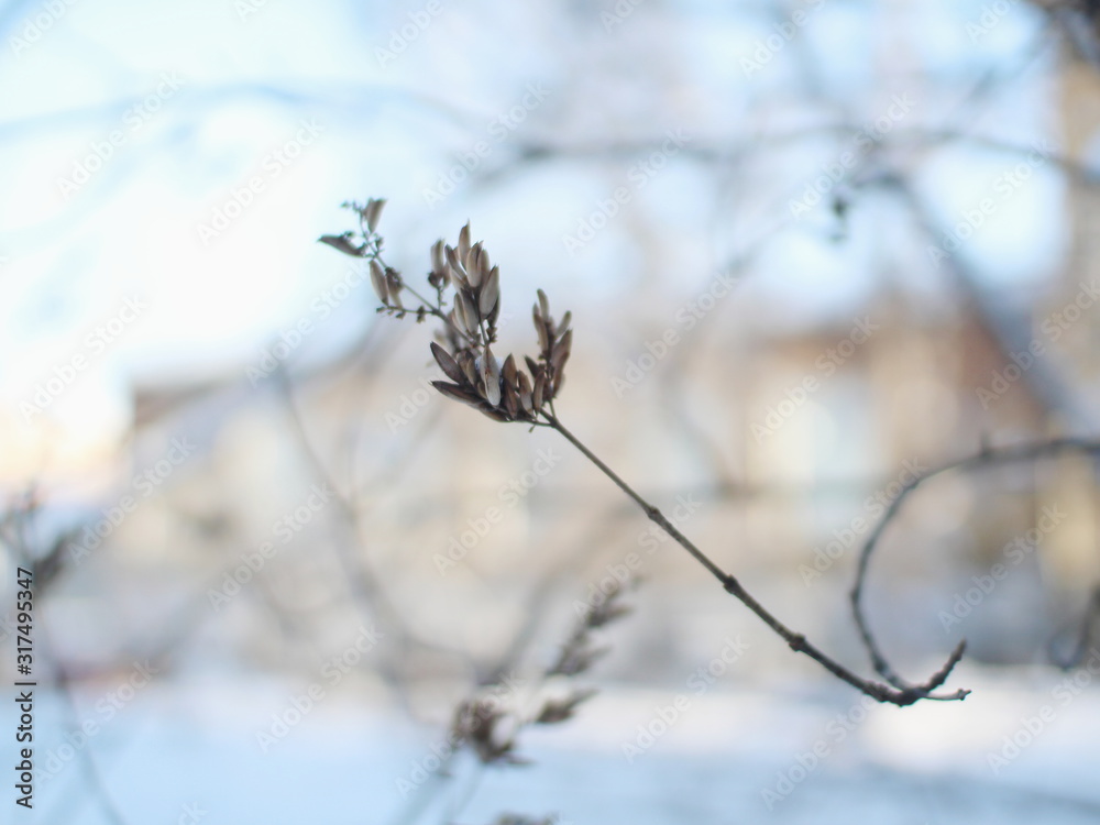 branch of a tree covered with snow branch of a tree covered with snow