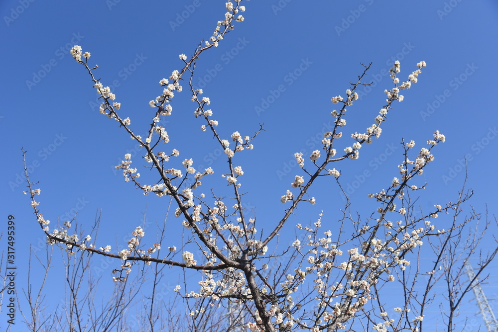Early blooming Ume blossoms in the botanical garden. Early blooming Ume blossoms in the botanical garden.