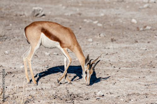 One Impala -Aepyceros melampus- grazing on the plains of Etosha National Park  Namibia.