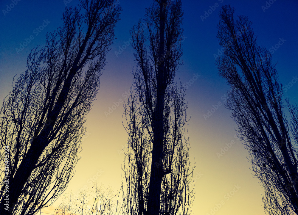Naked poplars at dawn in the winter sun. Naked poplars at dawn in the winter sun.