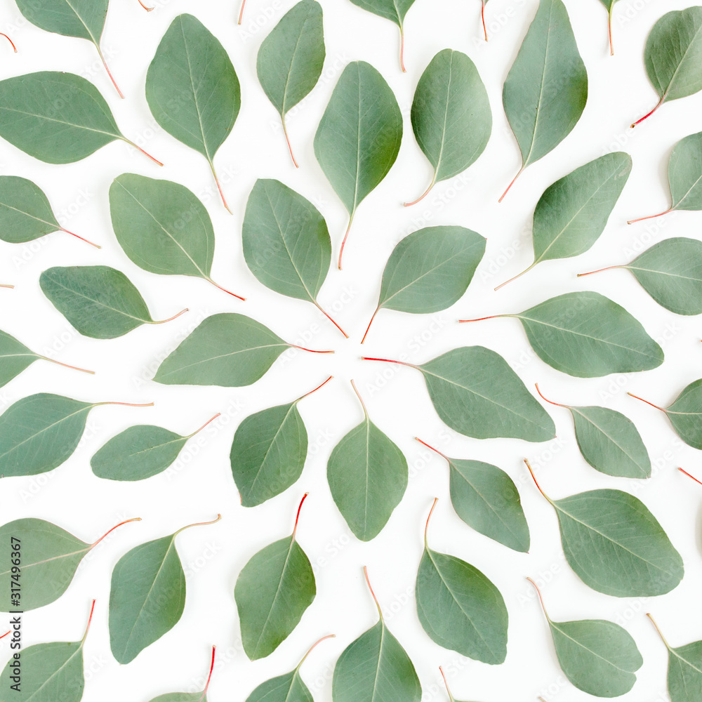 Abstract pattern/texture with green leaves eucalyptus populus isolated on white background. Flat lay, top view Abstract pattern/texture with green leaves eucalyptus populus isolated on white background. Flat lay, top view