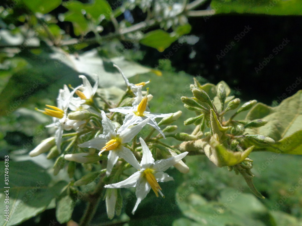 Solanum torvum or commonly called pokak eggplant and flowers. the smallest eggplant Solanum torvum or commonly called pokak eggplant and flowers. the smallest eggplant