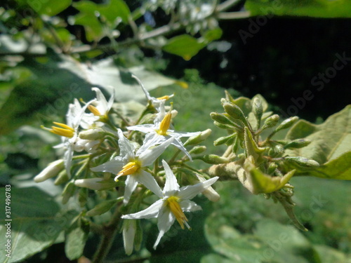 Solanum torvum or commonly called pokak eggplant and flowers. the smallest eggplant