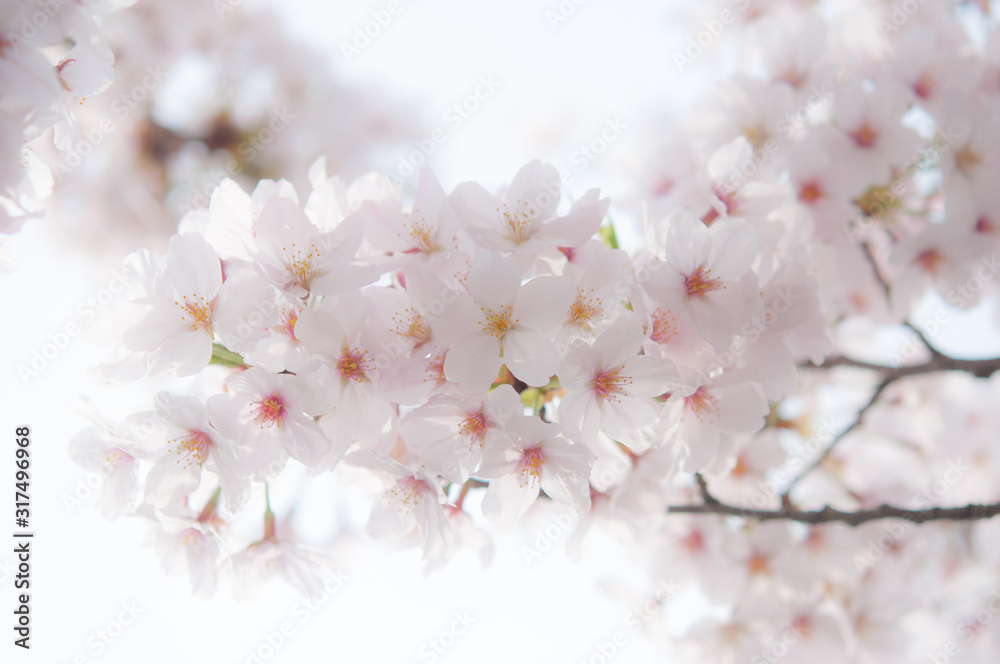 瑞々しい桜の花 クロースアップ 半逆光 ソメイヨシノ 桜16 01s Dsc 00 Stock Photo Adobe Stock 瑞々しい桜の花 クロースアップ 半逆光 ソメイヨシノ 桜16 01s Dsc 00 Stock Photo Adobe Stock