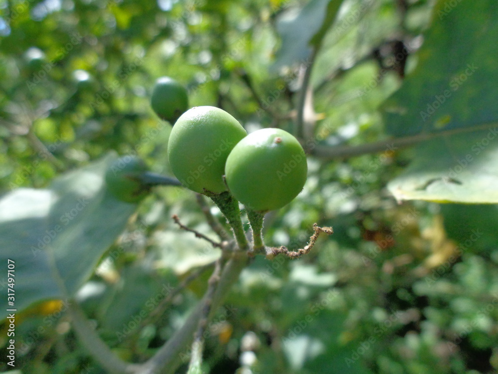 Solanum torvum or commonly called pokak eggplant and flowers. the smallest eggplant Solanum torvum or commonly called pokak eggplant and flowers. the smallest eggplant