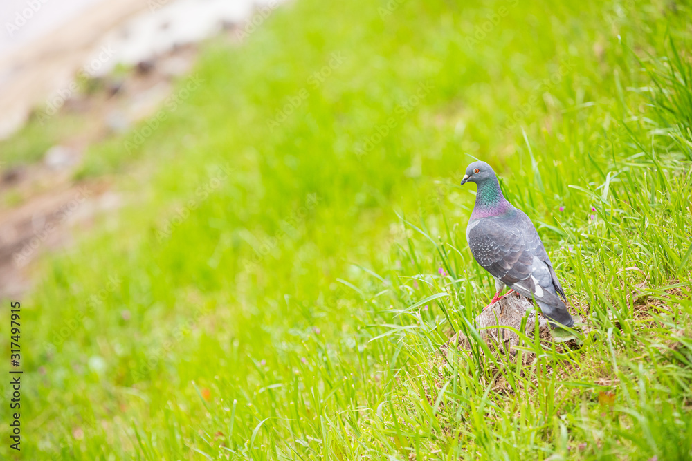 土手のカワラバト