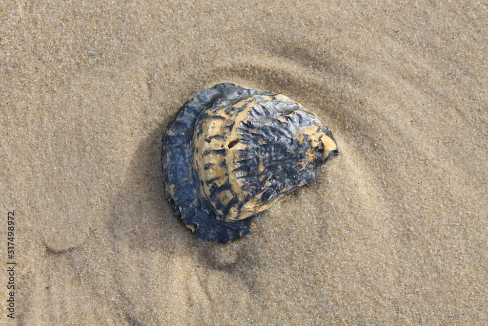 Leere Austernschale am Strand