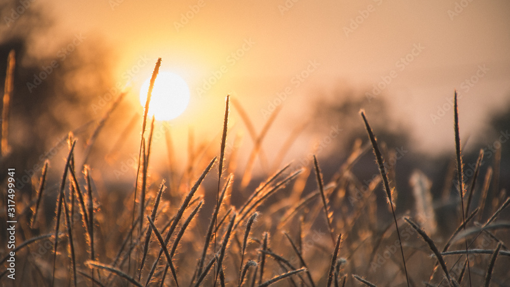 Obraz premium Scenic View Of Grass Field Against Sky During Sunset