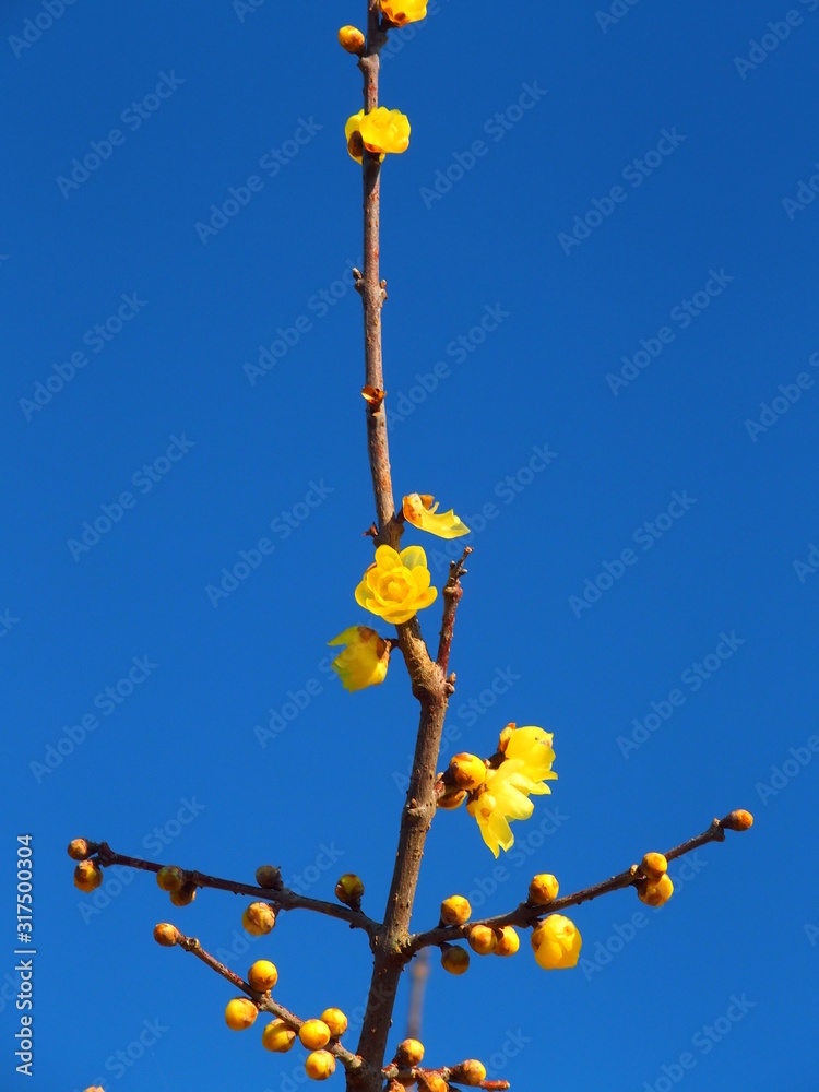 咲き始めたロウバイの花と冬空