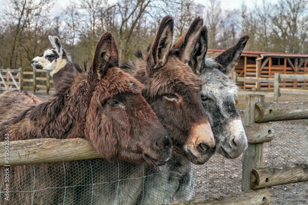 Obraz premium ânes dans un parc animalier