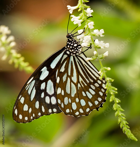 Blue Tiger Butterfly (Tirumala limniace) feeding on a white flower photo