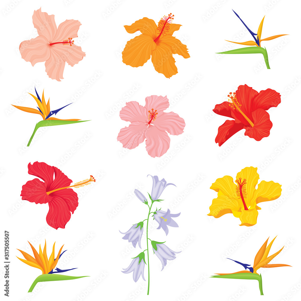Vector set of various, exotic, realistic, detailed tropical flower buds: bellflower, hibiscus, strelitzia in color, isolated, on white background.