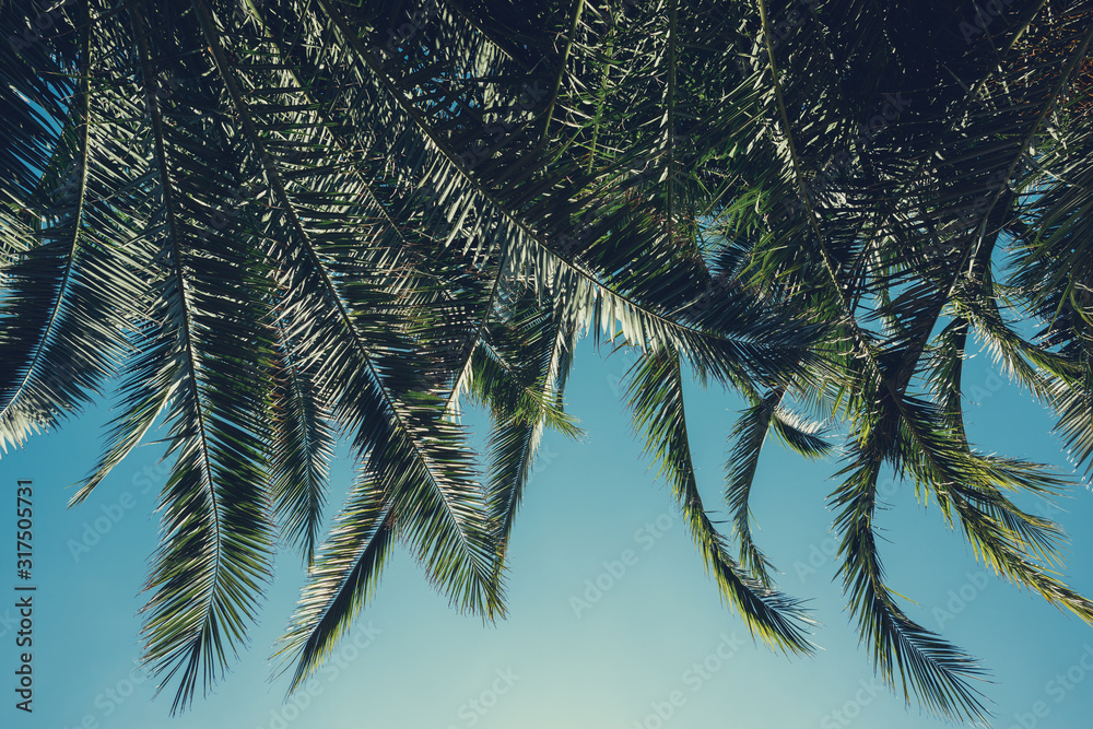 Naklejka premium Palm tree lush leafs background