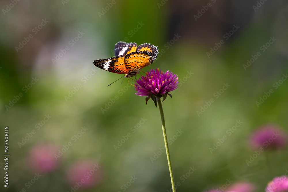 Obraz premium butterfly on a flower