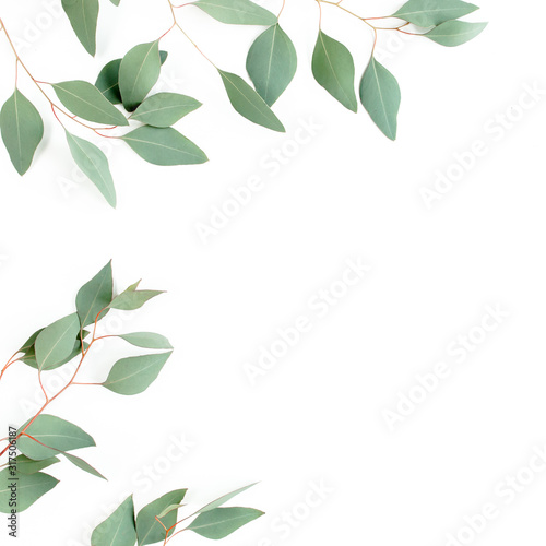 Leaves eucalyptus frame borders on white background with empty space for text. Flat lay  top view. floral concept