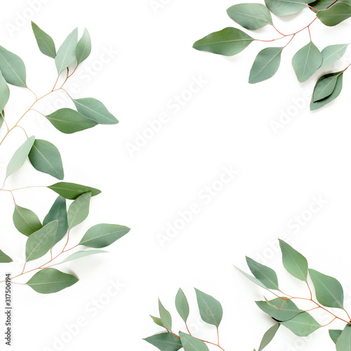 Leaves eucalyptus frame borders on white background with empty space for text. Flat lay, top view. floral concept