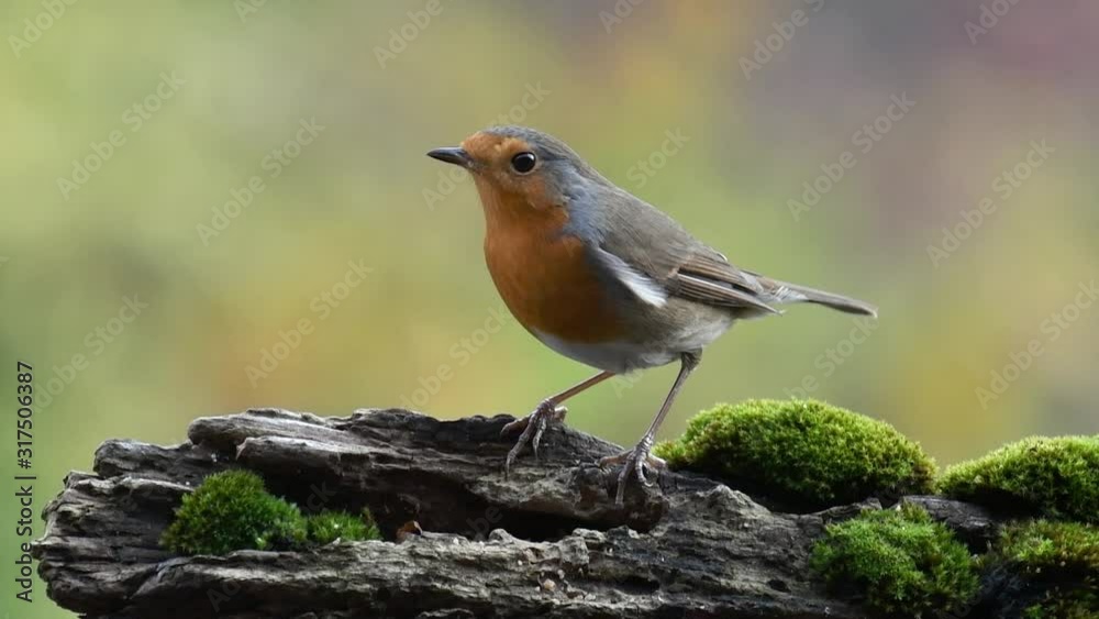 European robin (Erithacus rubecula) looking for food in tree stump in forest and flying away European robin (Erithacus rubecula) looking for food in tree stump in forest and flying away
