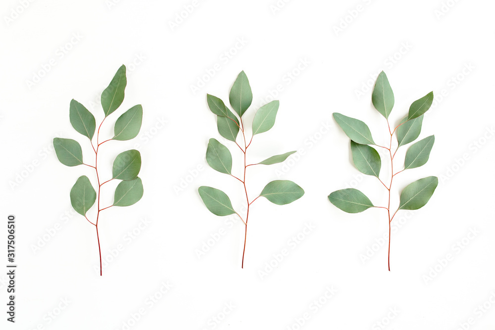 Green branch, leaves eucalyptus isolated on white background. Flat lay, top view minimal concept.