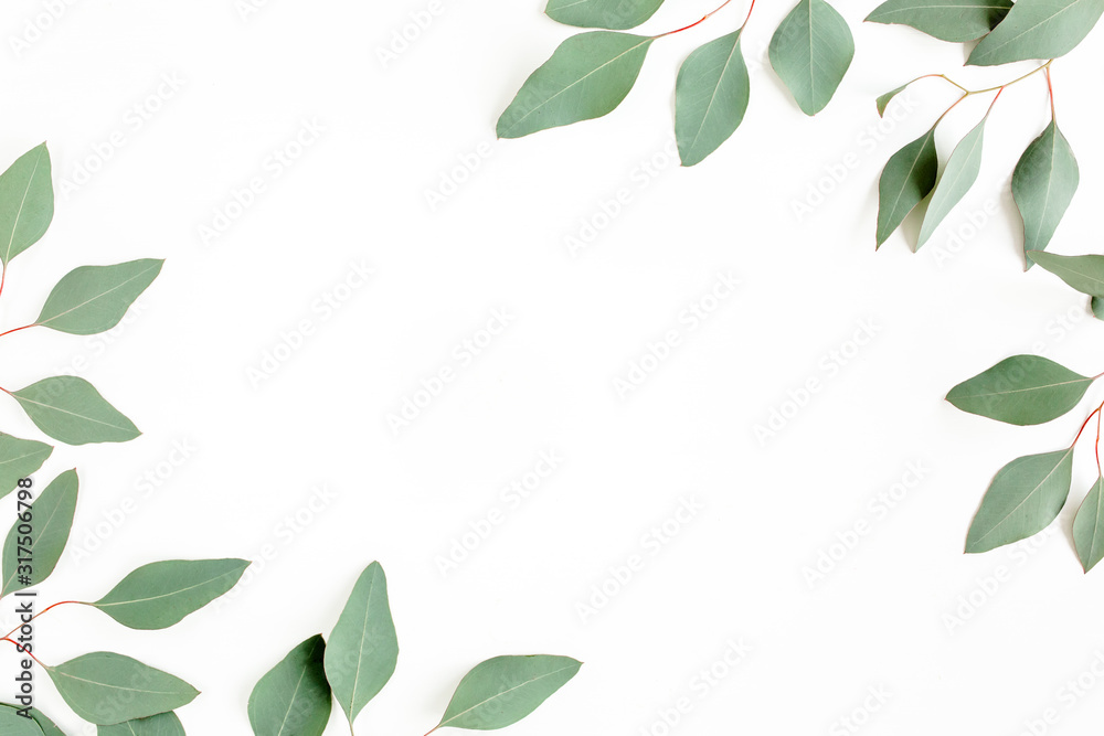 Leaves eucalyptus frame borders on white background with empty space for text. Flat lay, top view. floral concept Leaves eucalyptus frame borders on white background with empty space for text. Flat lay, top view. floral concept