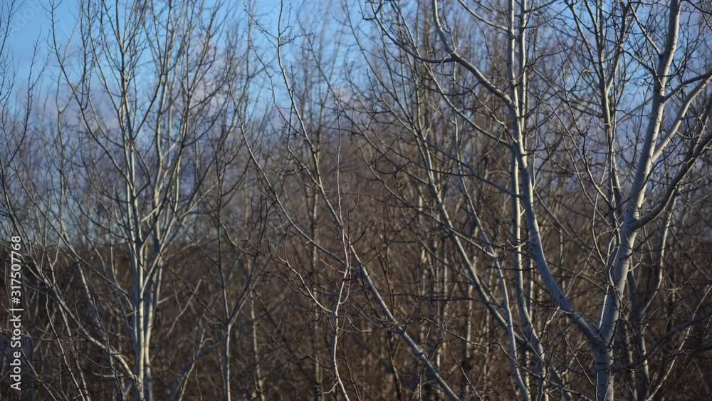 Winter bare branches of many trees growing outside. Real time 4k video footage. Winter bare branches of many trees growing outside. Real time 4k video footage.