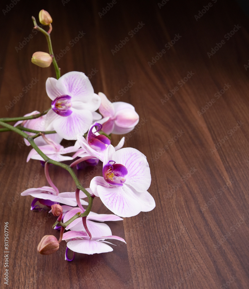 Purple orchid on a wooden background stock images. White orchid flower isolated on a wood background with copy space for text. Purple orchid flower stock images Purple orchid on a wooden background stock images. White orchid flower isolated on a wood background with copy space for text. Purple orchid flower stock images