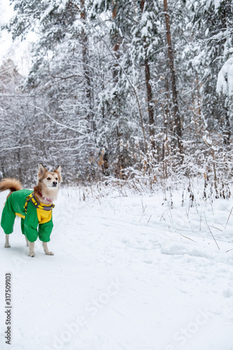 Ginger dog in a green warm suit in a snowy forest