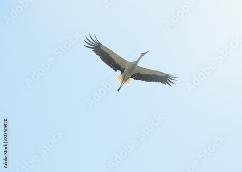 White stork soaring in the sky lit by sun. Sovereign of the skies