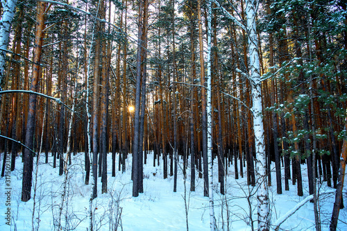 Amazing beautiful pine forest in winter time at sunset with sun ray through the trees. Coniferous forest. 