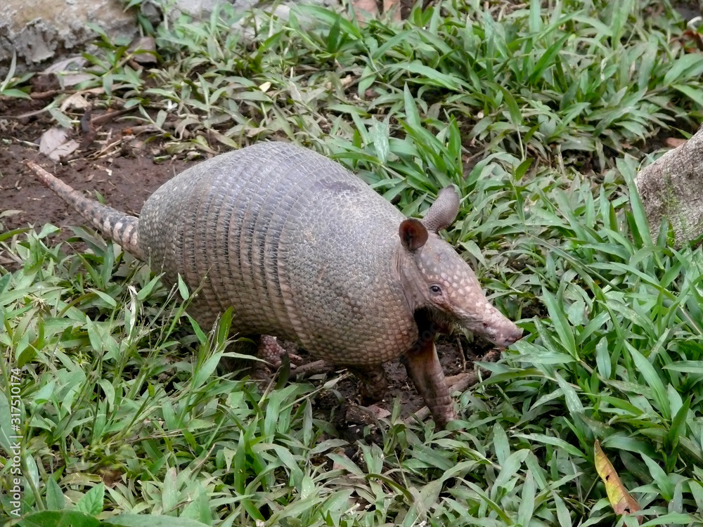 Armadillo -dasypodidae Armadillo -dasypodidae