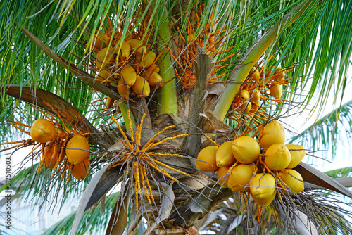 Green young coconuts growing on a palm tree