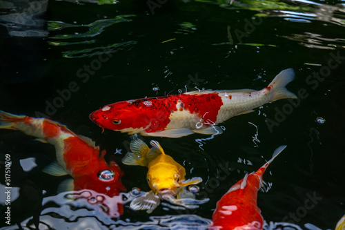 Japan Koi fish swimming in a water garden,fancy carp fish,koi fishes,Koi Fish swim in pond.Isolate background is black.Fancy Carp or Koi Fish are red,orange photo