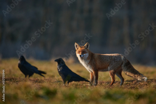 hunting fox surrounded by ravens © PHOTOLIFESTYLE