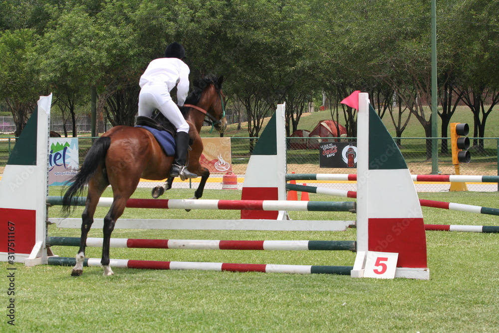 horse riding competition jump sports animals