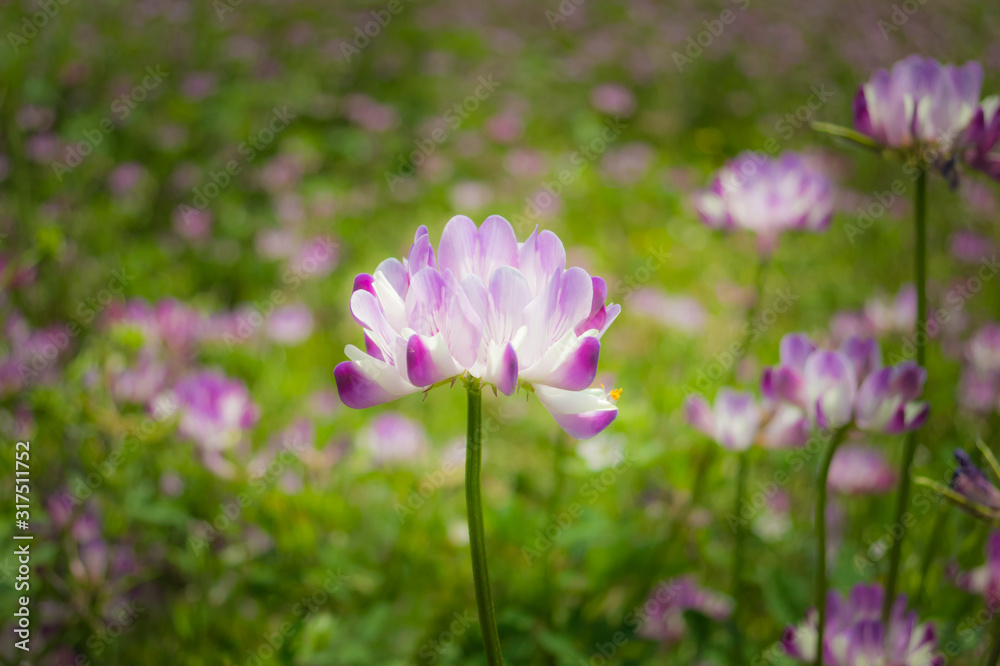 草むらに咲くレンゲの花 レンゲ2016_01s_00767_IMG_3484 草むらに咲くレンゲの花 レンゲ2016_01s_00767_IMG_3484