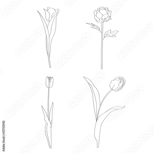 Hand drawn set of flowers with leaves  Flower isolated on white background.  Botanical organic spring herb.  hand drawn in doodle Collection for cards and labels  books and banners.