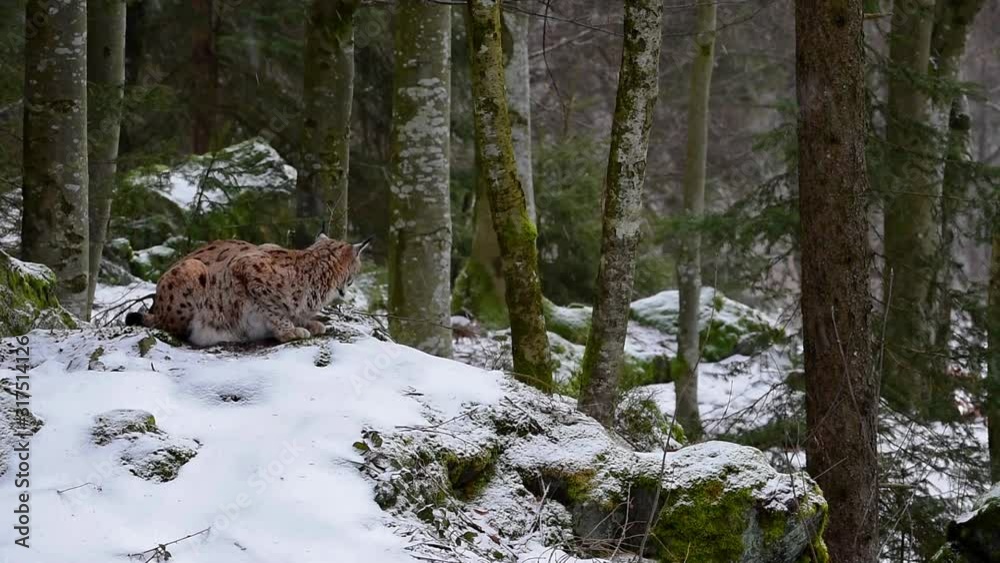 Eurasian lynx (Lynx lynx) getting up, stretching back and yawning in the snow in winter Eurasian lynx (Lynx lynx) getting up, stretching back and yawning in the snow in winter
