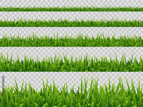 Vector green grass border collection isolated on transparent background. Realistic style. Spring or summer plant leaves.