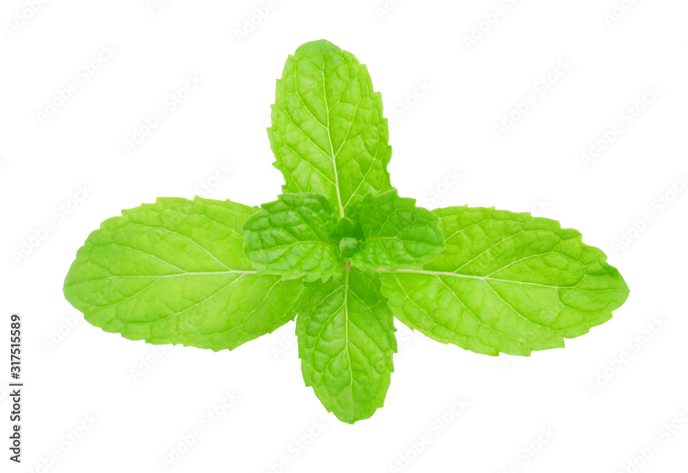 Fresh mint leaves isolated on white background with clipping path Fresh mint leaves isolated on white background with clipping path