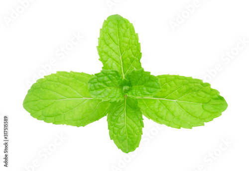 Fresh mint leaves isolated on white background with clipping path