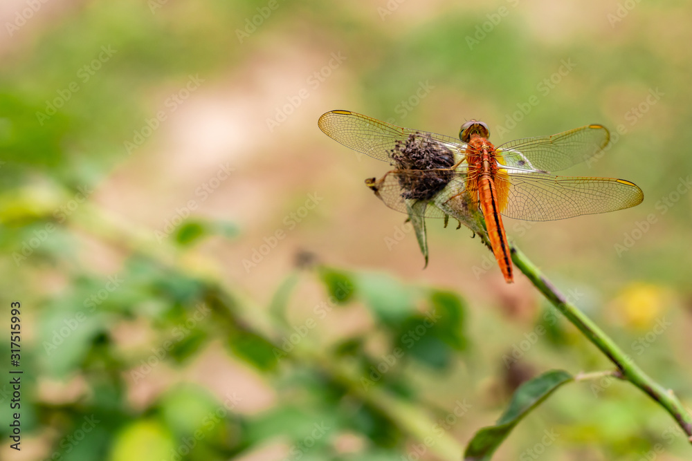beautiful dragonfly sitting on dried flower with blurred background. wild concept beautiful dragonfly sitting on dried flower with blurred background. wild concept