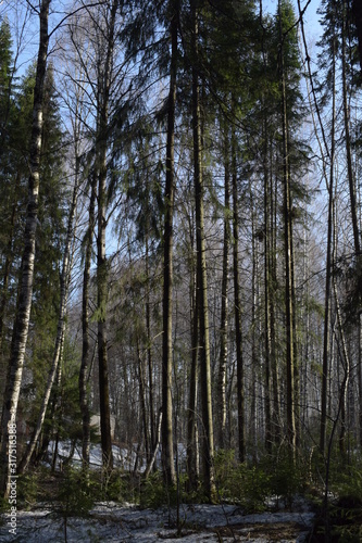 trees in forest