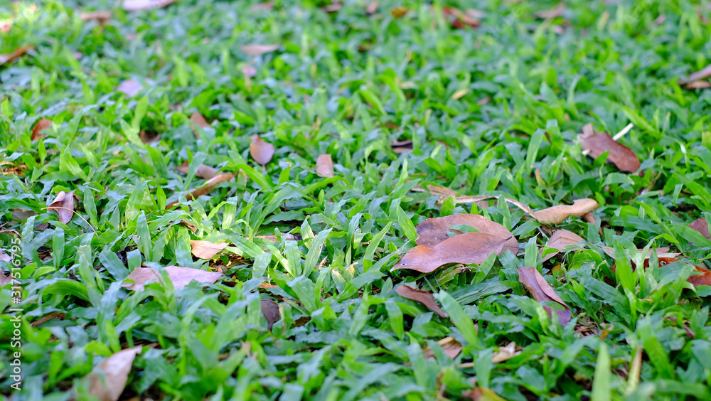 Green grass background in rainny day, green grass grows along the sidewalk