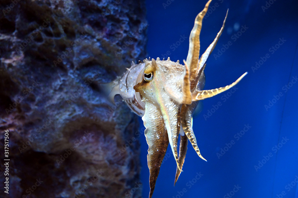 水槽の中で威嚇しているつもりの可愛いコブシメ Stock Photo Adobe Stock