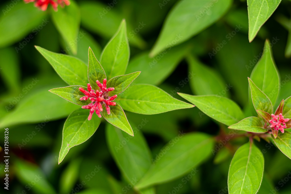 beautiful two wild flower plant over the green background. wild concept beautiful two wild flower plant over the green background. wild concept