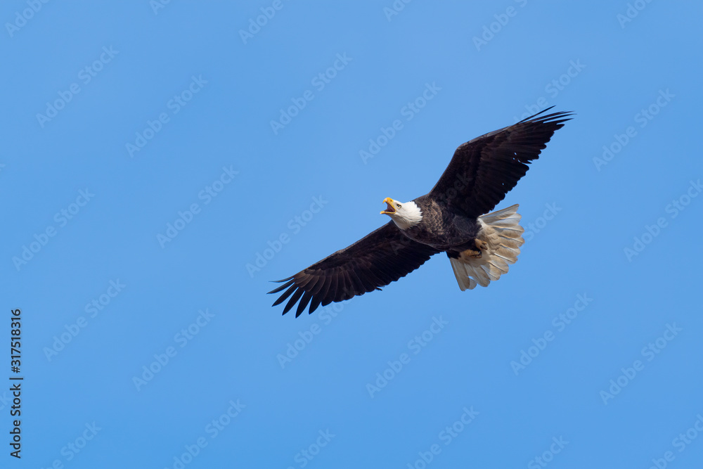 An American Bald Eagle in flight against a blue sky. An American Bald Eagle in flight against a blue sky.