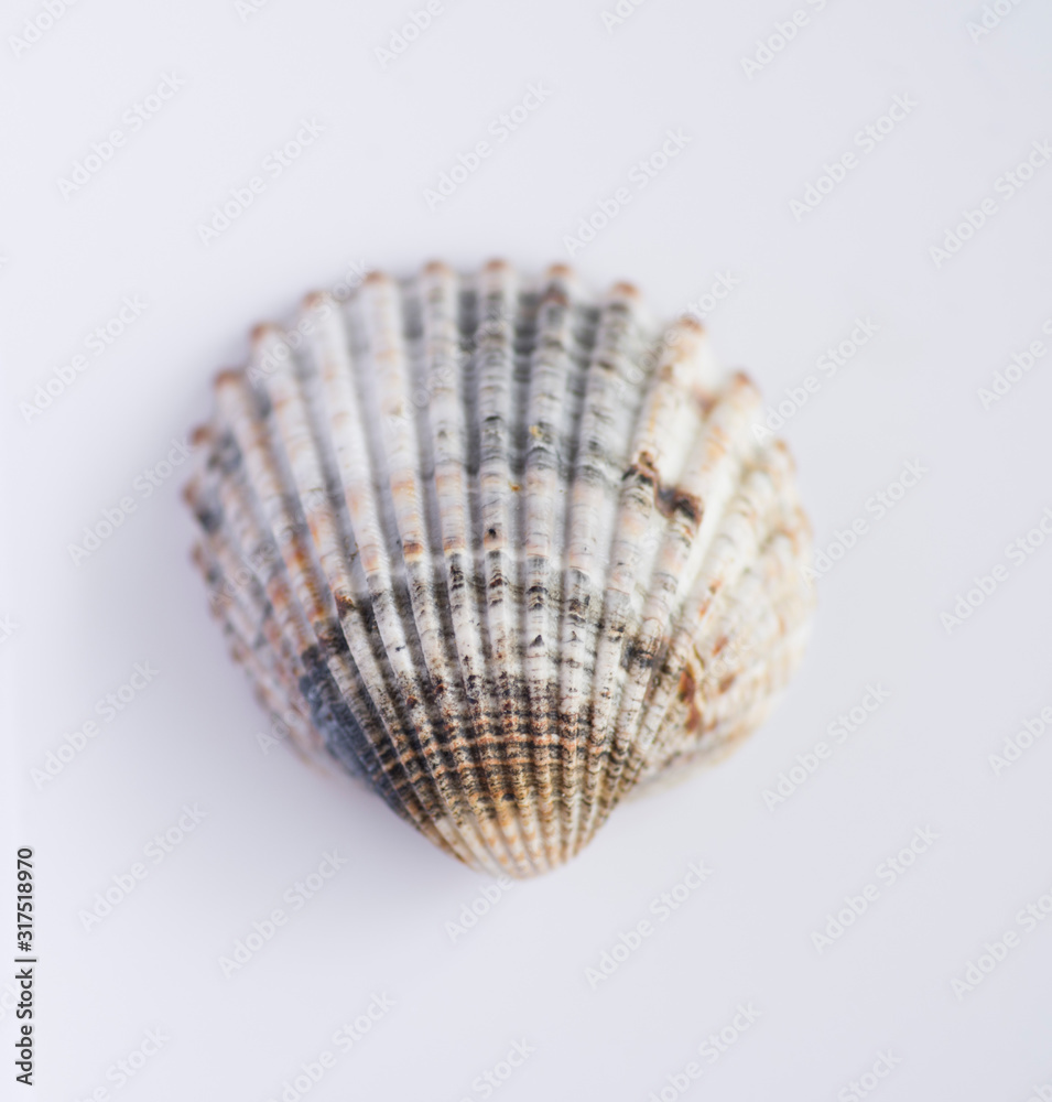 Coquillage Coquillage