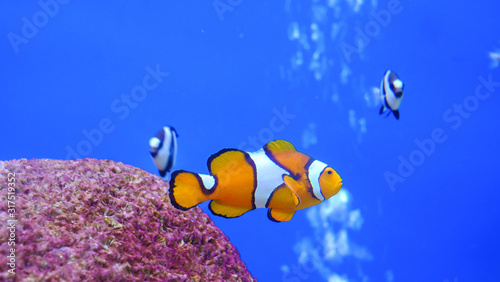 Wonderfull underwater world with corals and tropical Clown fish in Aquarium